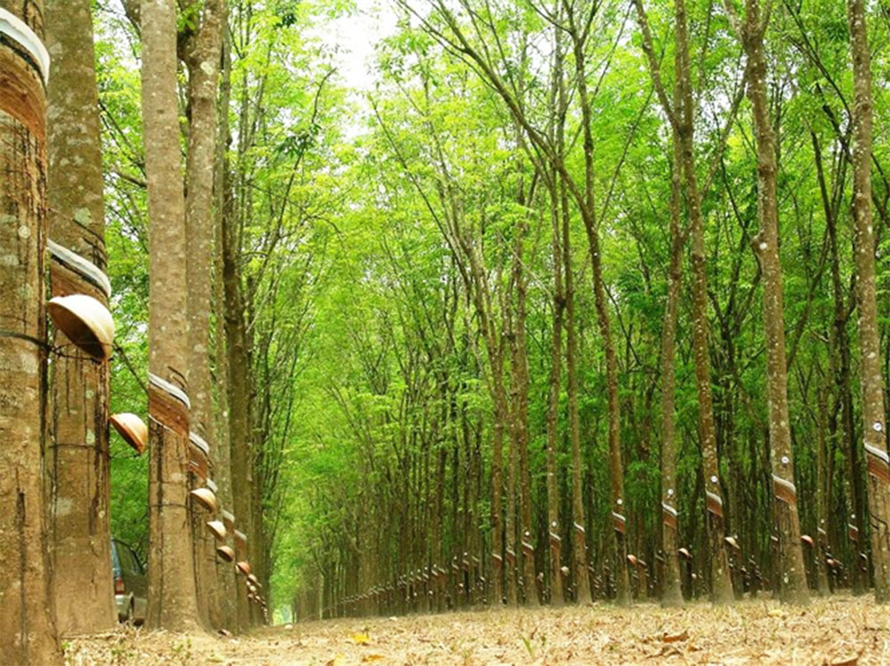 Cao su sau 20-30 năm được khai thác làm gỗ
